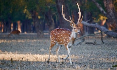 The Spiritual Meaning of Deer: Symbolism and Significance